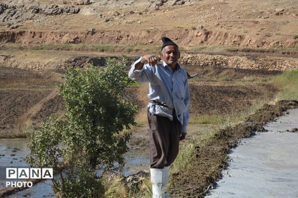 آغاز فصل تولکی در شالیزارهای روستای پلبریده