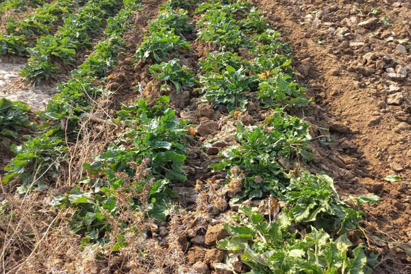 برداشت چغندرقند در روستای مفرنقا