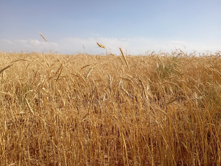 گندم، یکی ازمحصولات کشاورزی در روستای گزکوه 
