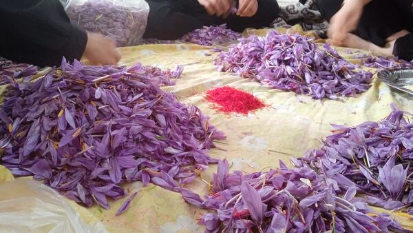 فدافن روستایی که زعفرانش با تشنگی خاک قصه‌ای تلخ نوشت