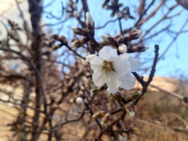 طبیعت شهر سودجان در بهار
