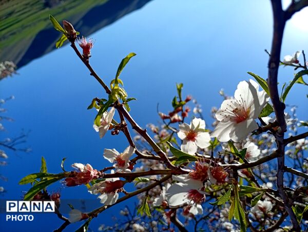 بهار با عطر شکوفه‌ها، دفتری از زندگی تازه می‌گشاید