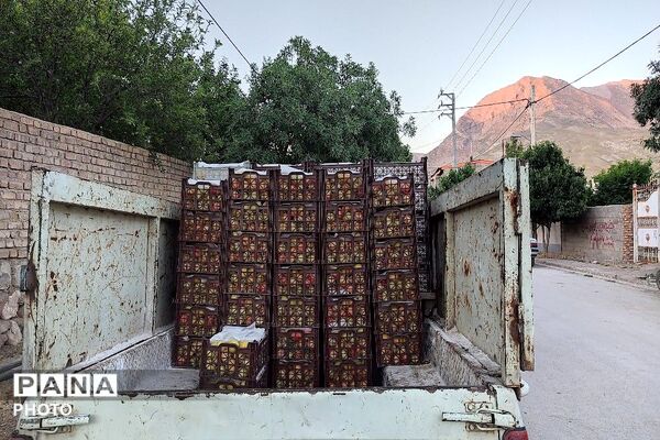فصل چیدن یاقوت های چشم نواز در شهر بار نیشابور-۲ 