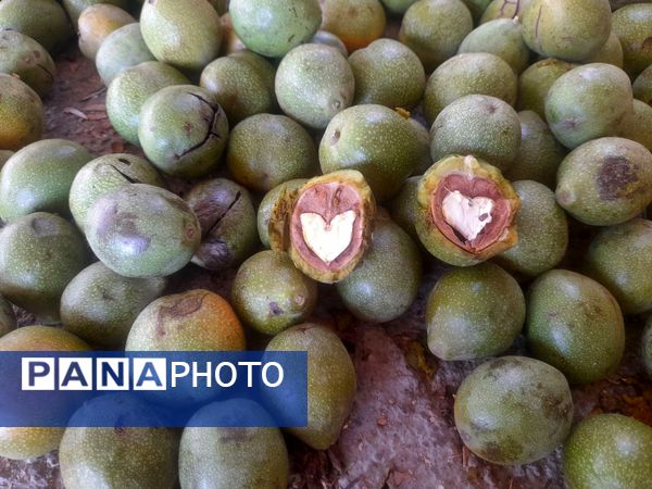 مارکده، سرزمین طلایی بادام و گردو؛ گنجینه‌ای از طعم و سنت در دل سامان