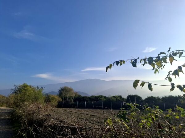 جنگل‌های هیرکانی کردکوی