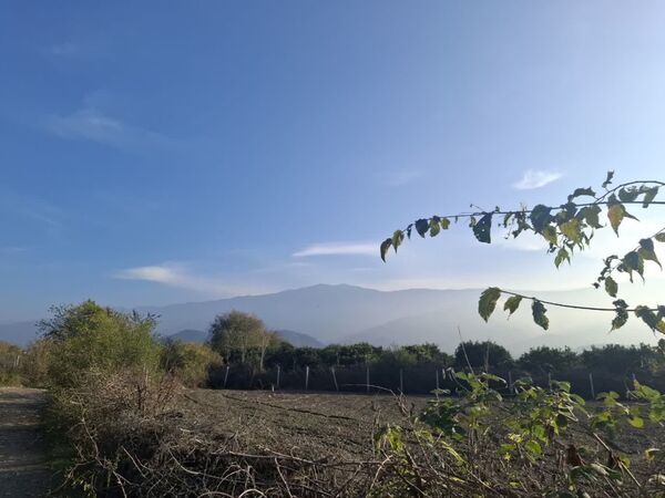 جنگل‌های هیرکانی کردکوی