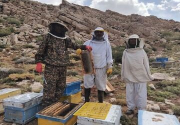 عسل‌گیری در ارتفاعات بزیمنی