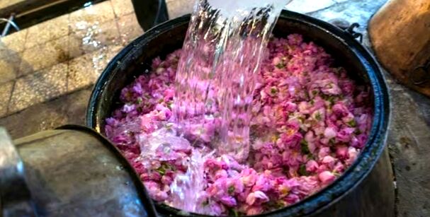 گلاب درمان طبیعی برای آرامش روح و جسم است
