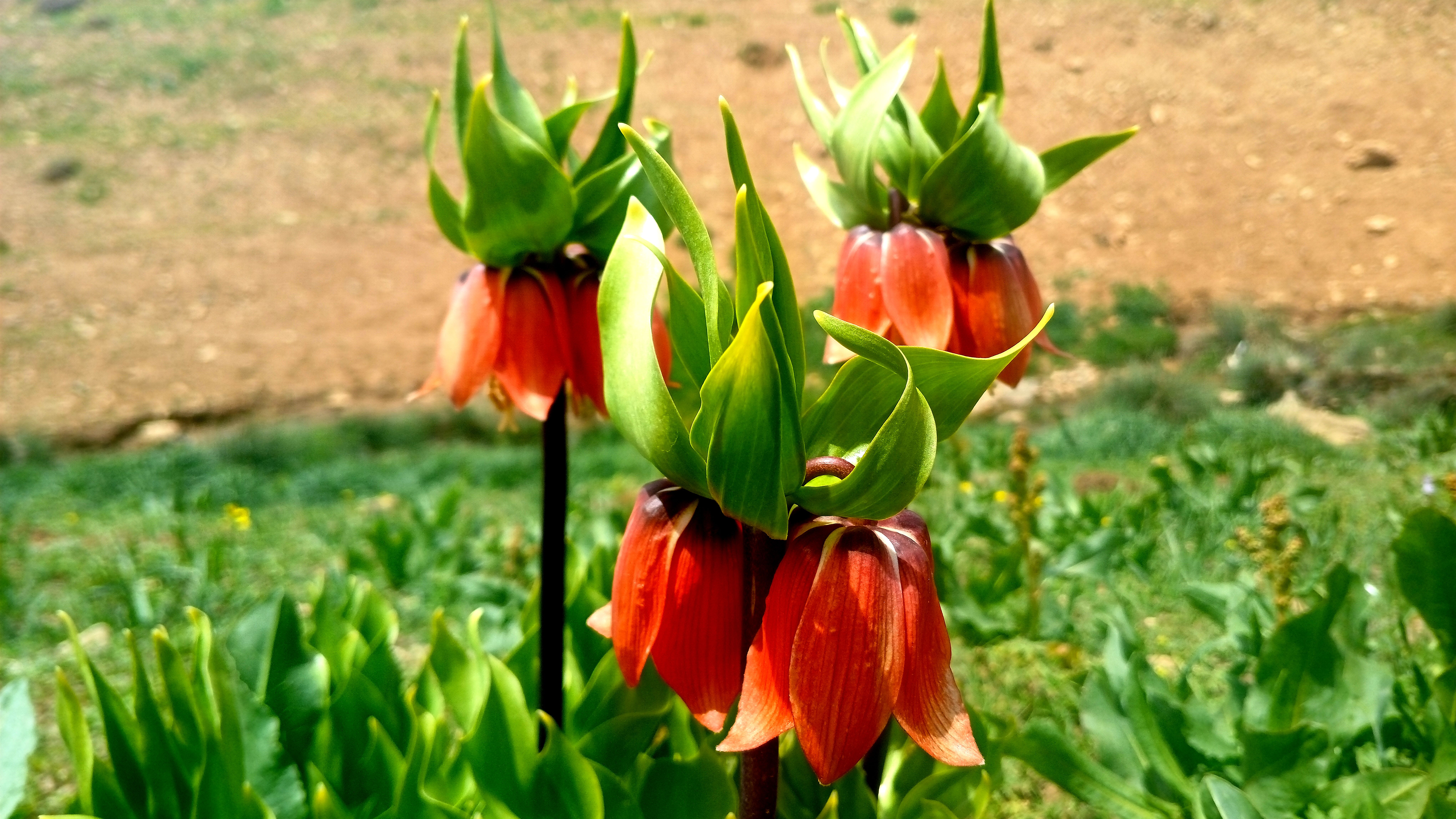 بهار در حومه کوهرنگ
