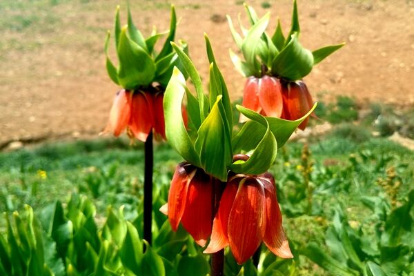 بهار در حومه کوهرنگ