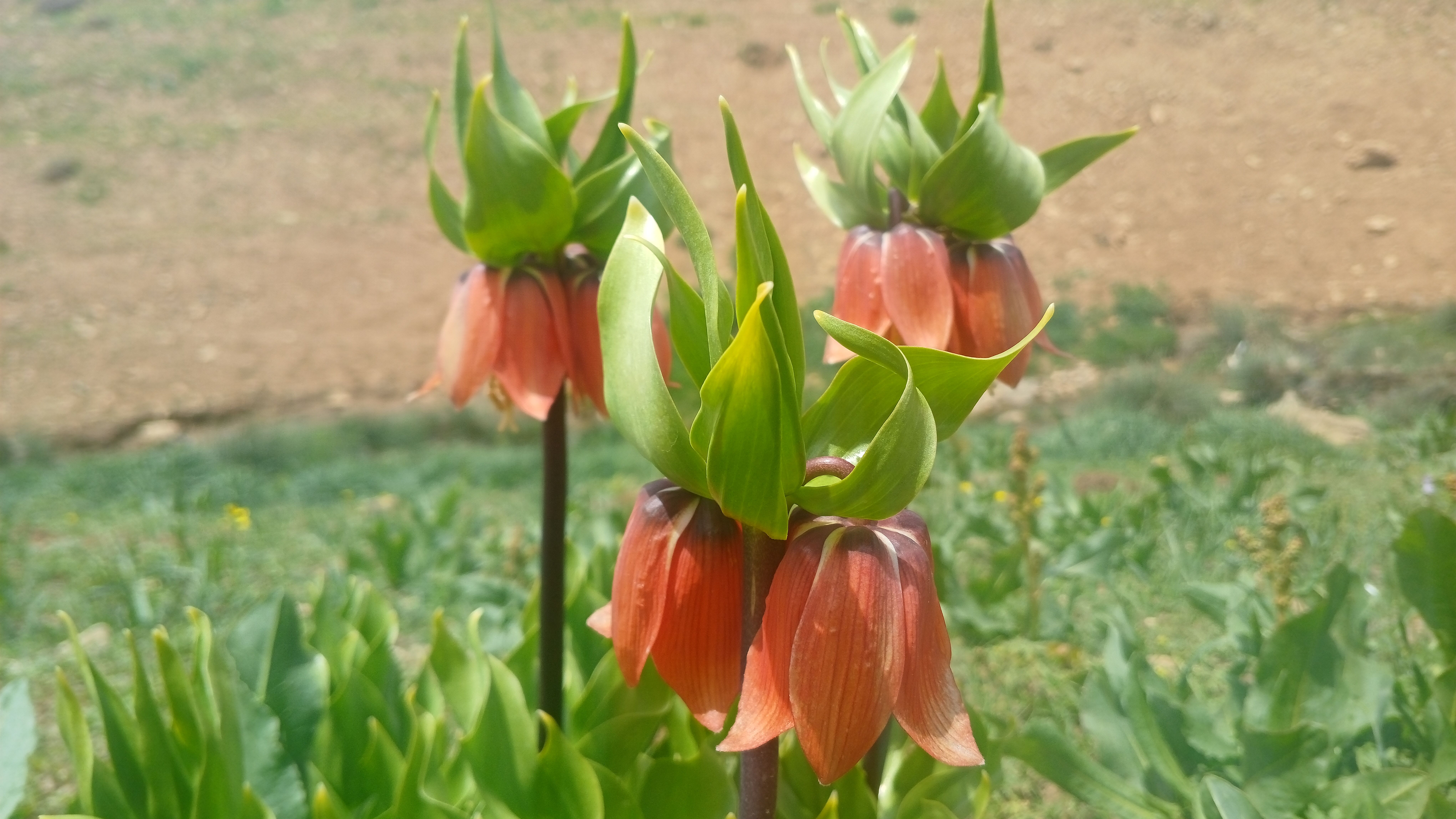 بهار در حومه کوهرنگ