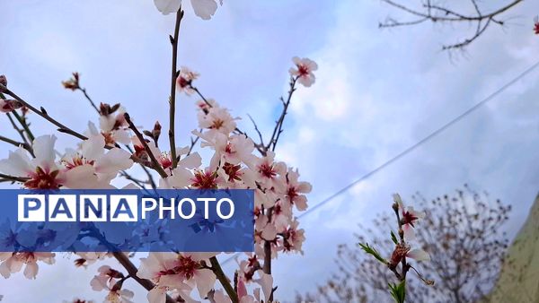 شکوفه‌های بهاری در شهرستان سملقان