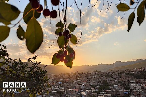 فصل چیدن یاقوت های چشم نواز در شهر بار نیشابور-۲ 