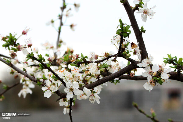 شکوفه‌های بهاری 