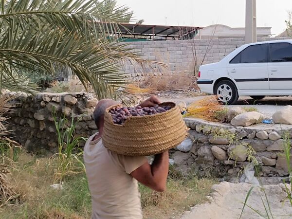 برداشت خرما در شهر رویدر 