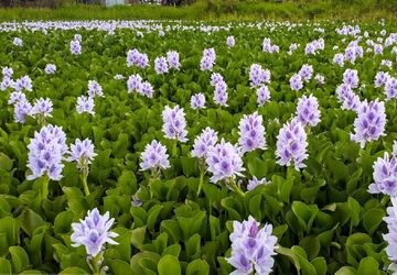 فاضلاب شهری و سنبل آبی 2 تهدید عمده برای تالاب صومعه‌سرا است