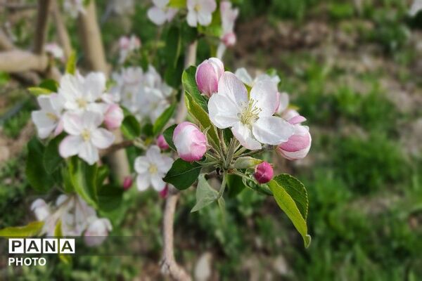 آلبوم تصویری از طبیعت زیبای شهر بار در اردیبهشت‌ماه  ۱۴۰۵ -1