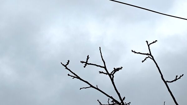 بارش زیبای باران با عطر و بوی بهار در شهرستان بن