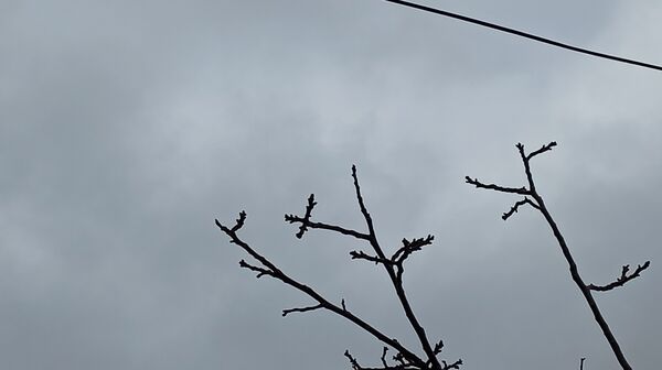 بارش زیبای باران با عطر و بوی بهار در شهرستان بن