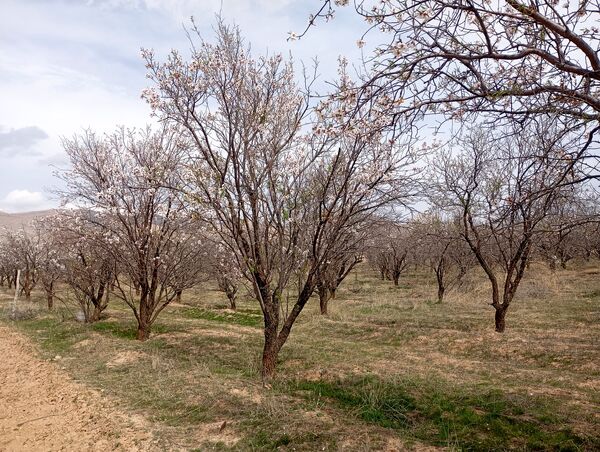  شکوفه های بهاری در روستای گزکوه