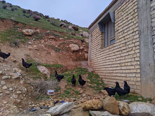 طبیعت زیبای میانکوه 