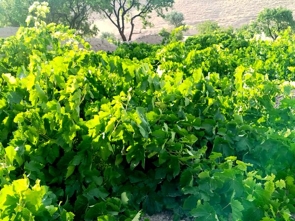 گزکوه، قطب انگور خراسان شمالی 