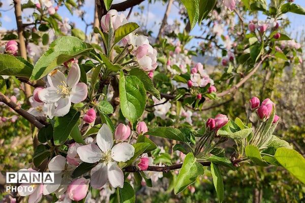 آلبوم تصویری از طبیعت زیبای شهر بار در اردیبهشت‌ماه  ۱۴۰۵ -1