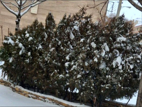 برف زمستانی، مهمان شهرستان کیار