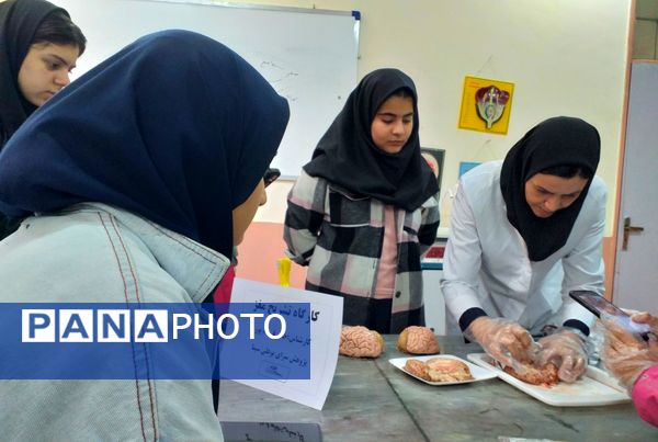 برگزاری کلاس آناتومی و تشریح مغز در پژوهش‌سرای بوعلی سینا ملارد