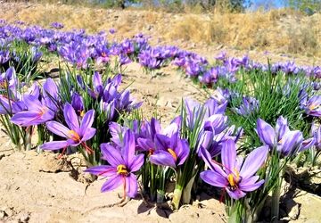 ۱۲۷ هزار هکتار از اراضی کشور زیر کشت زعفران رفته است