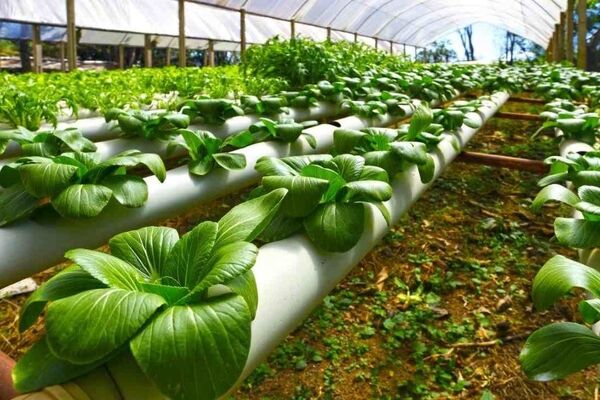 چارچوب بومی توسعه فناوری نانو کشاورزی تدوین شود