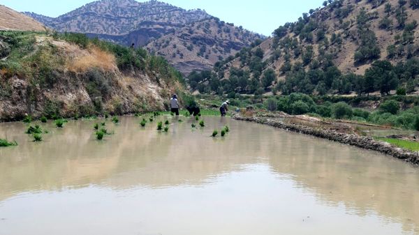 کاشت برنج در روستای بیدله 