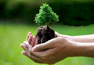 درختکاری، یک سرمایه گذاری سبز