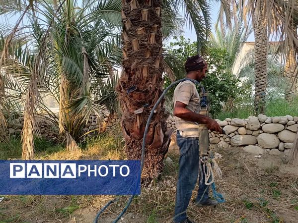 برداشت خرما در شهر رویدر 