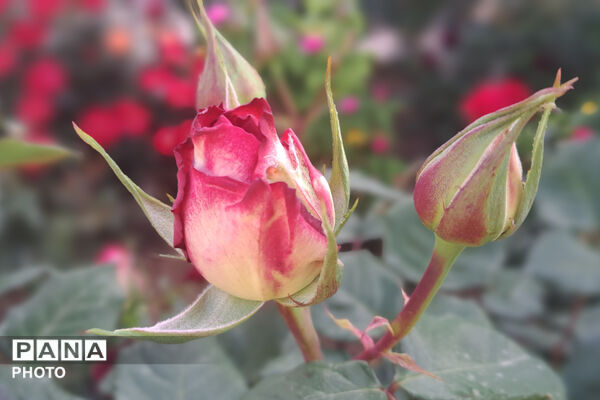 گل‌های زیبای بهاری
