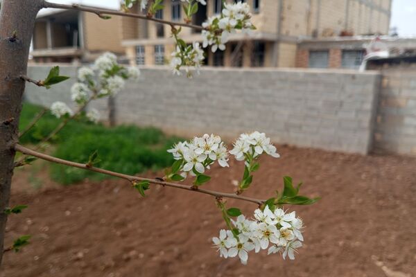 بهار، آغاز دوباره‌ی زندگی طبیعت 
