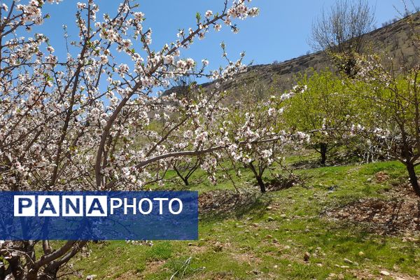 بهار، آغاز دوباره‌ی زندگی طبیعت 