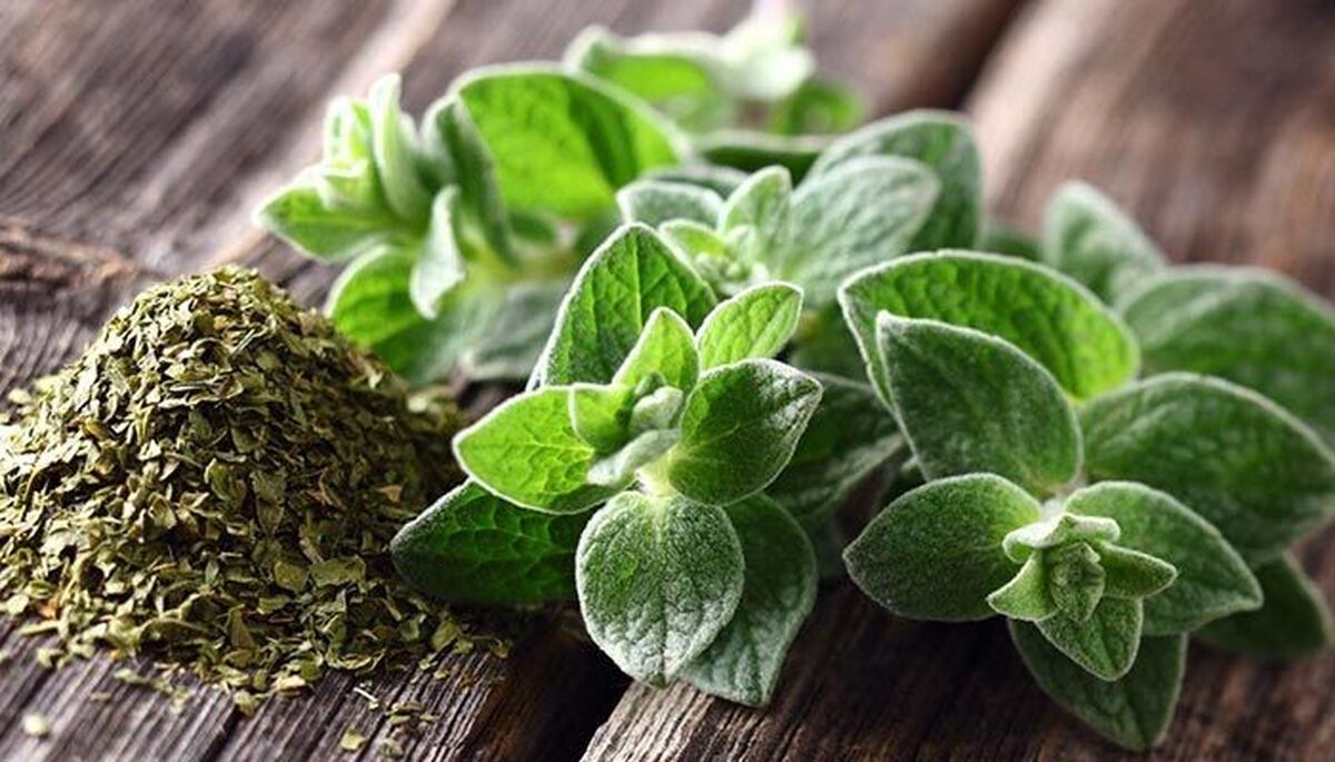 آویشن؛ گیاهی با خواص دارویی، غذایی و صادراتی