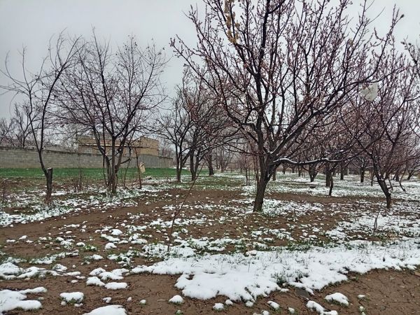 بارش برف بهاری در کوهسرخ
