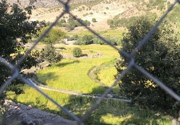 سفید و پربرکت؛ برداشت مرواریدهای میانکوهی در شالیزارها
