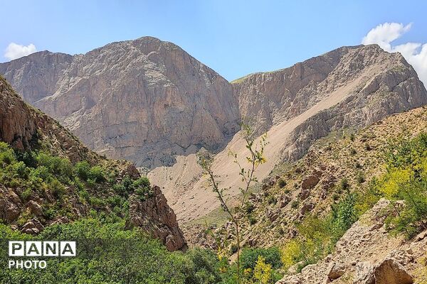 کوه های شهر بار ذخیره‌گاه گیاهان ارزشمند و کم نظیر دارویی 