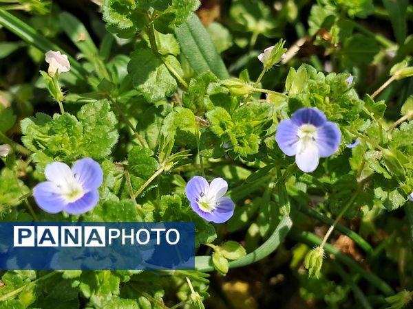 زیبایی های طبیعی شهرستان پاوه به روایت تصویر