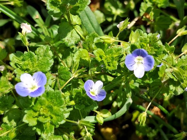 زیبایی های طبیعی شهرستان پاوه به روایت تصویر