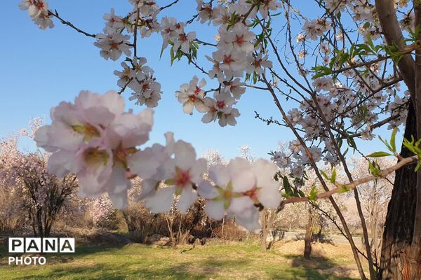 زمستان شکوفه پوش در خفر 