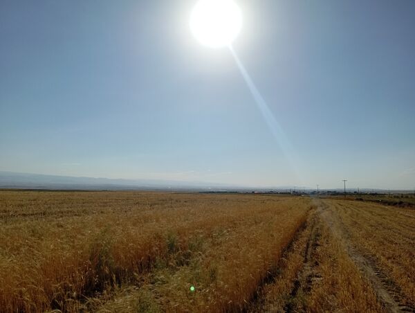 برداشت گندم در روستای گزکوه