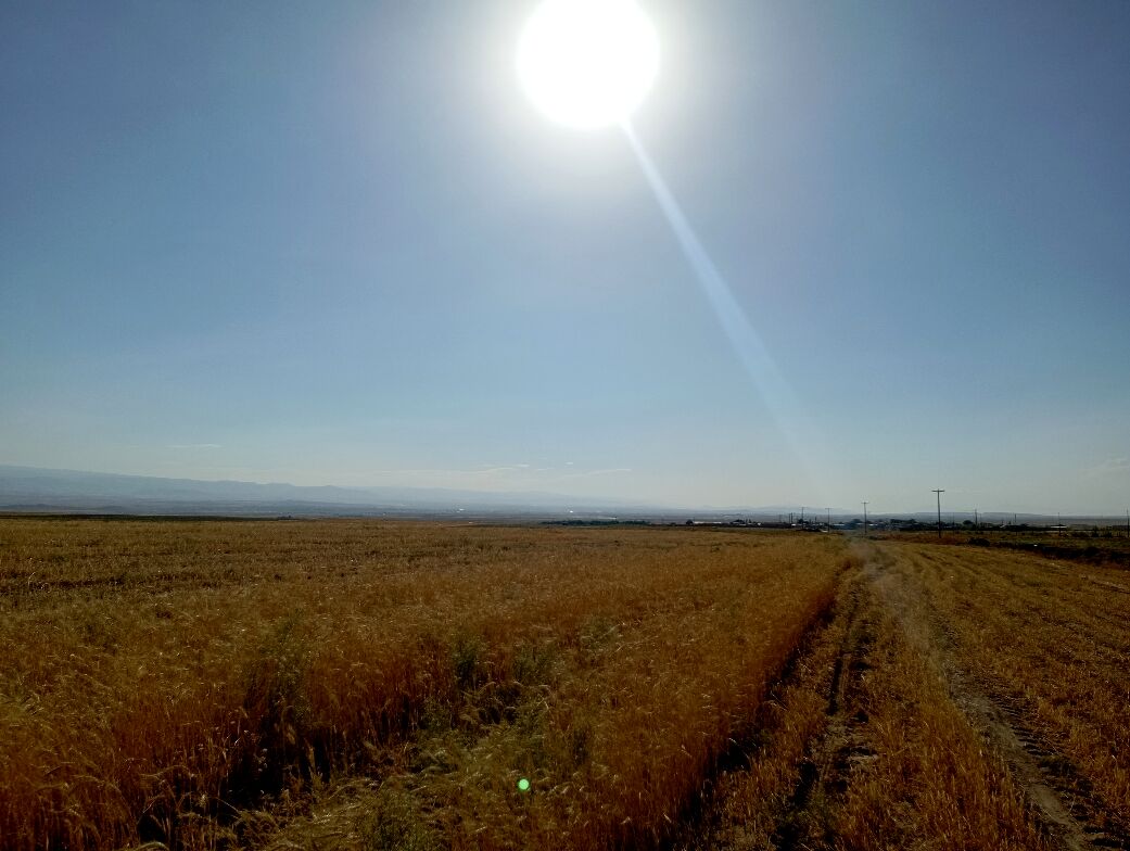 برداشت گندم در روستای گزکوه