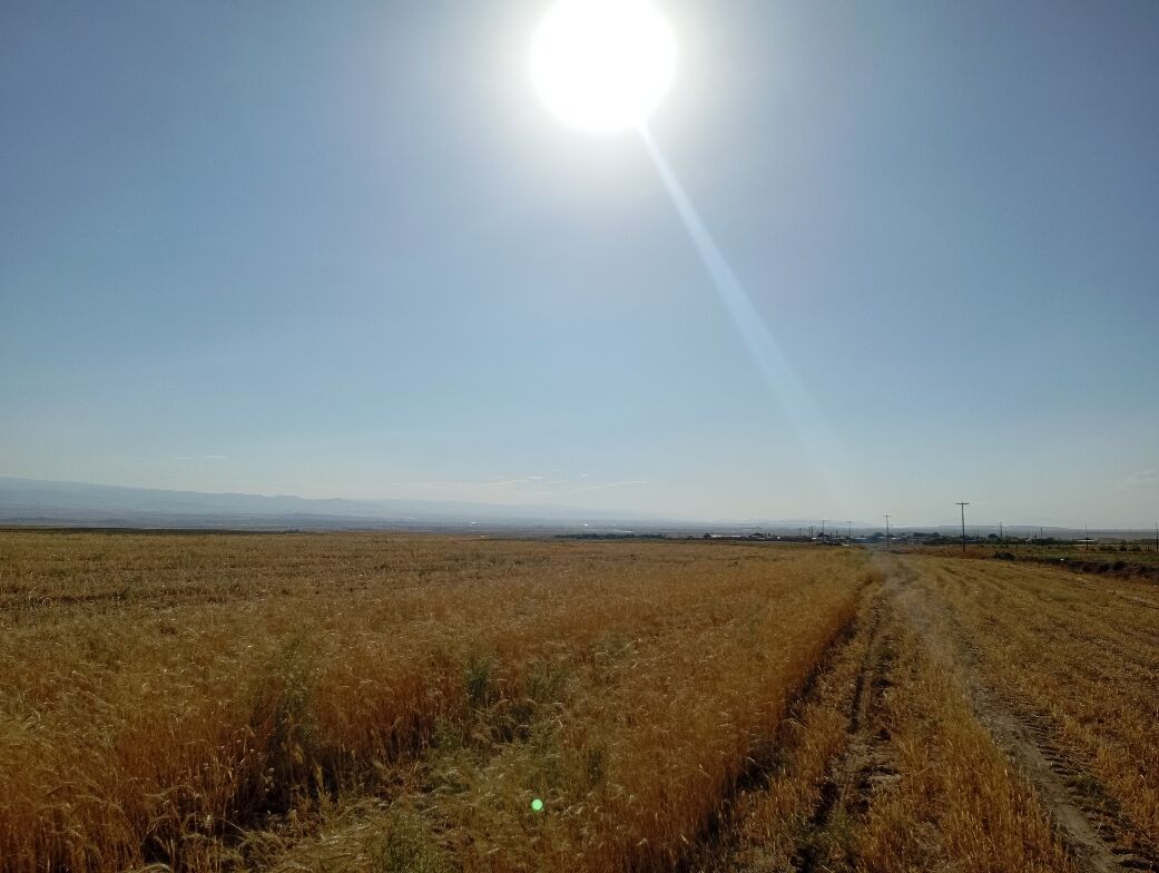 برداشت گندم در روستای گزکوه