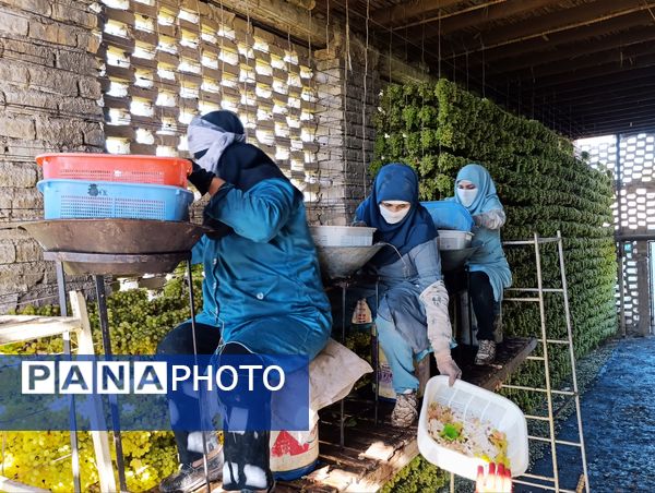 برداشت ۳۰ هزار تن انگور از تاکستان‌های ترشیز