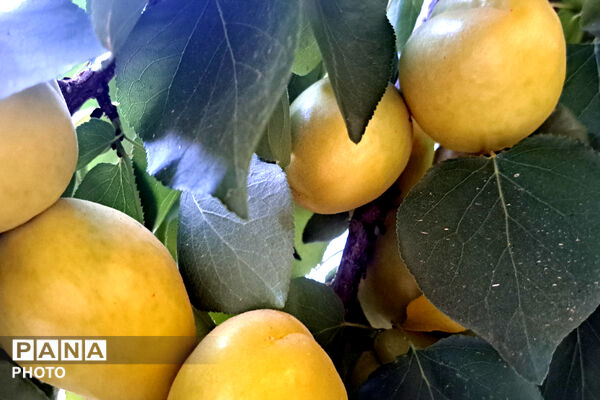 برداشت زردآلو در باغات سورمق