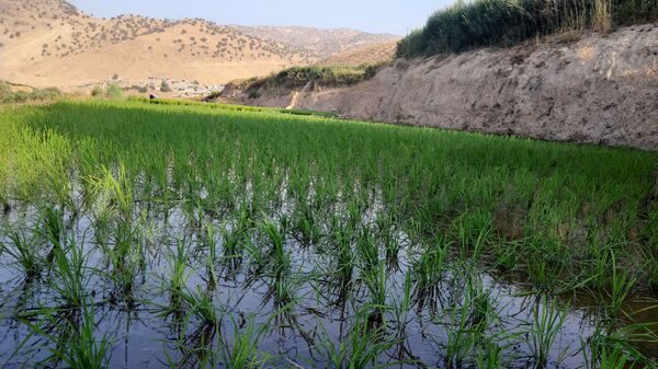 کاشت برنج در روستای بیدله 